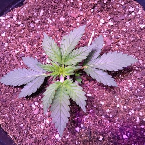 El Comandante growlog timeline photo