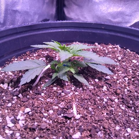 Anesia growlog timeline photo