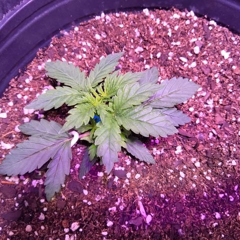 Anesia growlog timeline photo