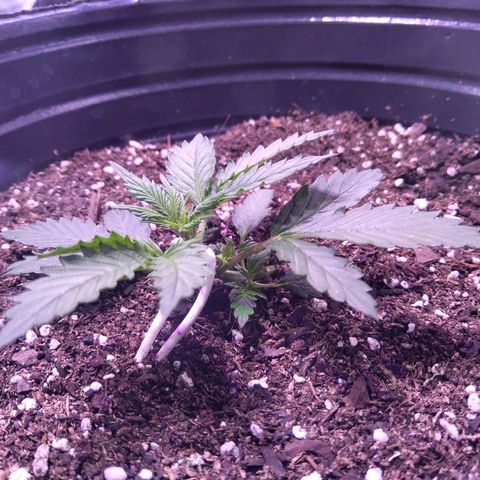 El Comandante growlog timeline photo