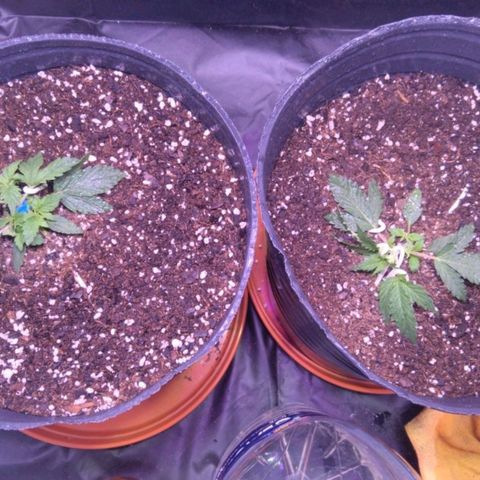 El Comandante growlog timeline photo