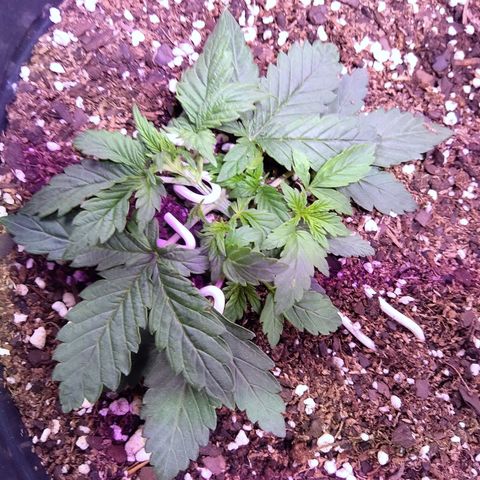 Anesia growlog timeline photo