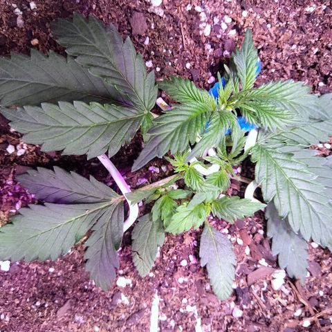 El Comandante growlog timeline photo