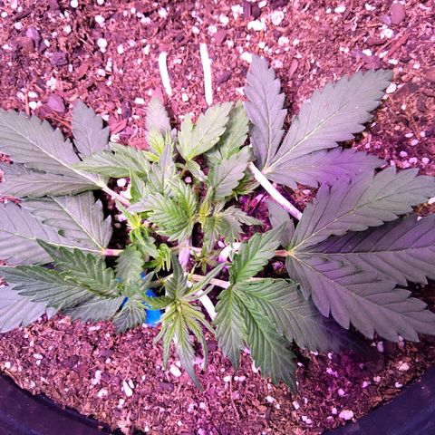 El Comandante growlog timeline photo