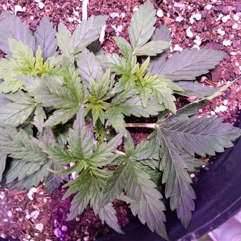 Anesia growlog timeline photo