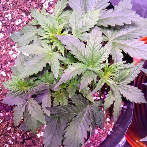 Anesia growlog timeline photo