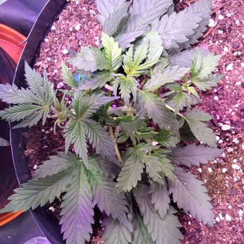 El Comandante growlog timeline photo