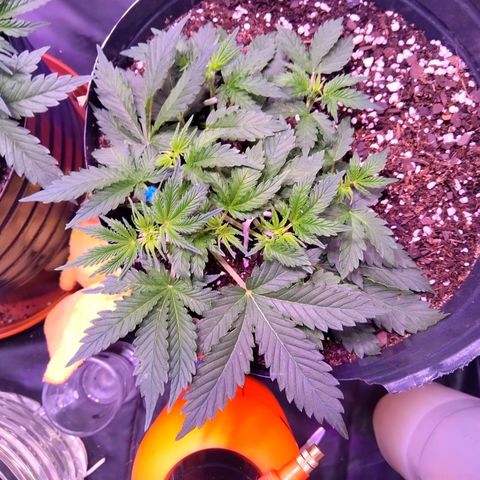 El Comandante growlog timeline photo