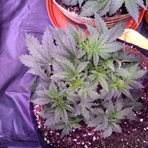 Anesia growlog timeline photo