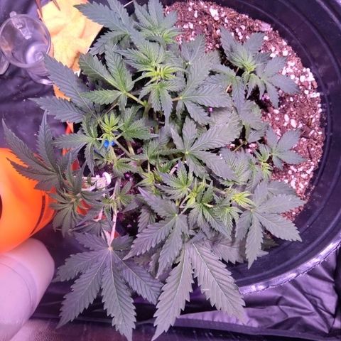 El Comandante growlog timeline photo