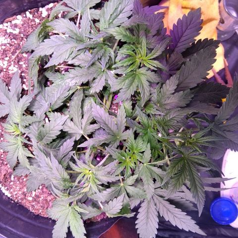 Anesia growlog timeline photo