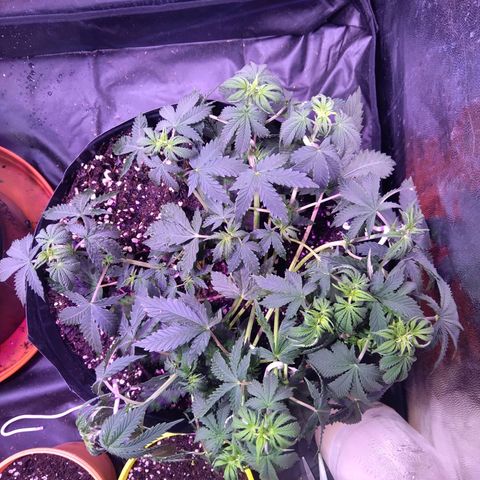 El Comandante growlog timeline photo