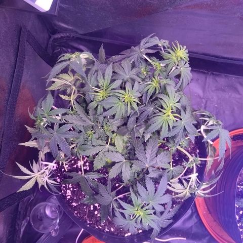 Anesia growlog timeline photo