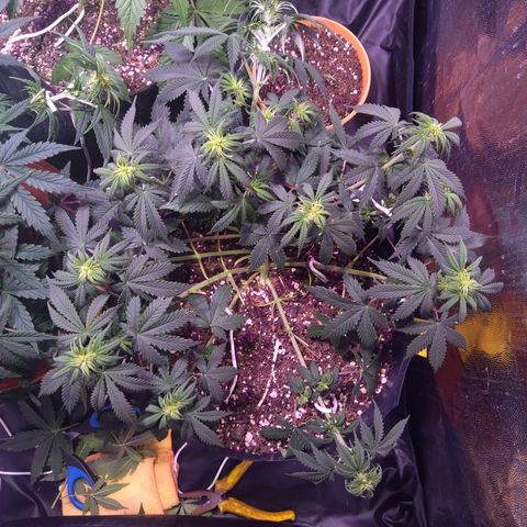 El Comandante growlog timeline photo