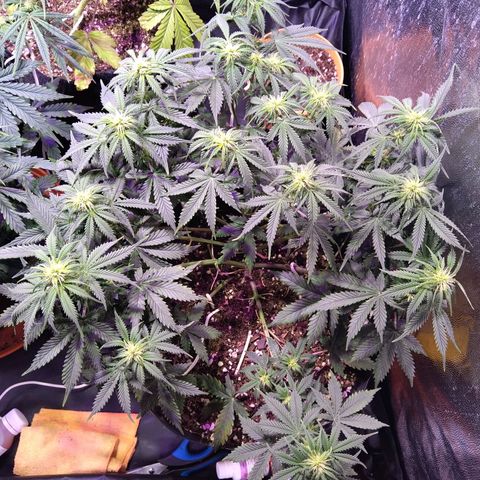 El Comandante growlog timeline photo
