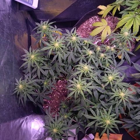 Anesia growlog timeline photo