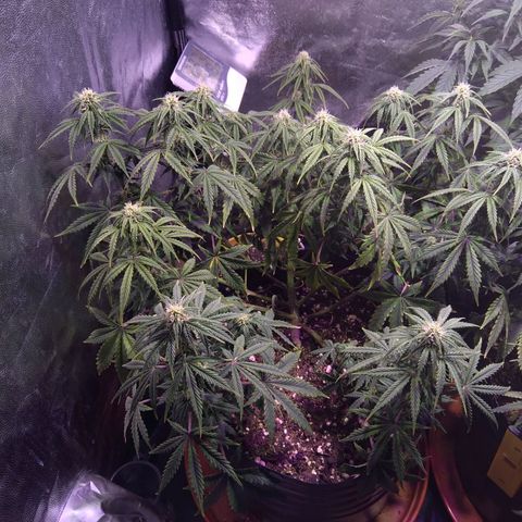 Anesia growlog timeline photo