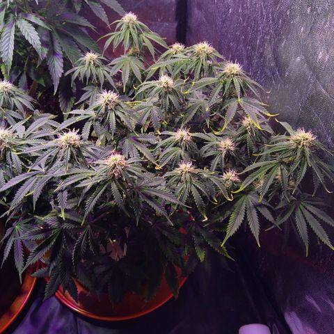 El Comandante growlog timeline photo