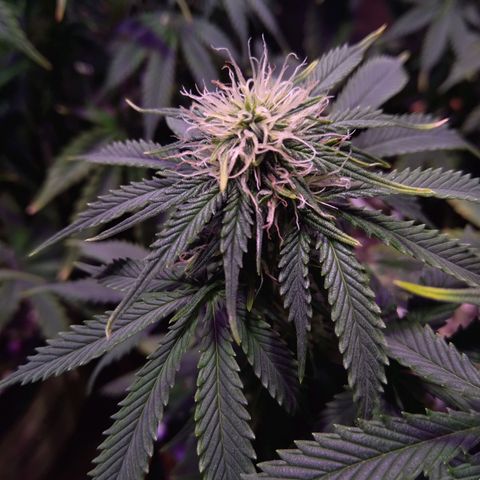 El Comandante growlog timeline photo