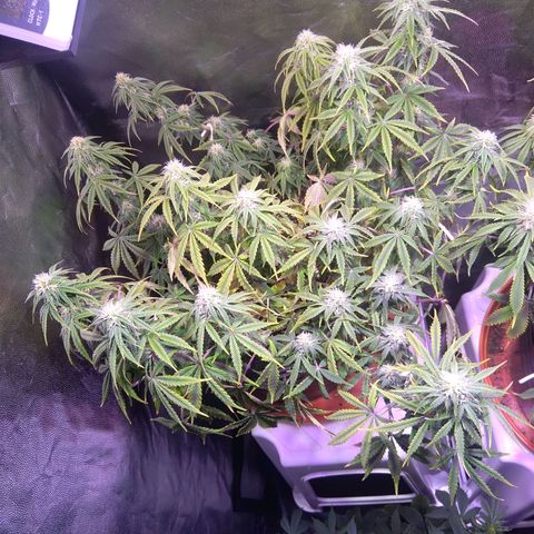 Anesia growlog timeline photo