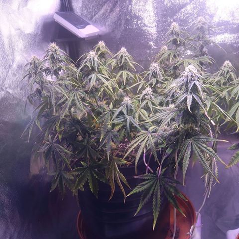 Anesia growlog timeline photo