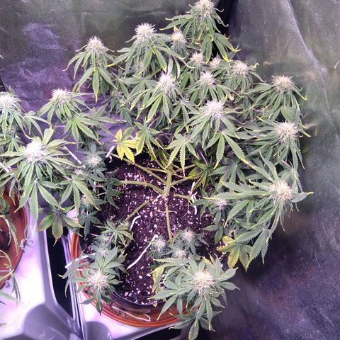 El Comandante growlog timeline photo