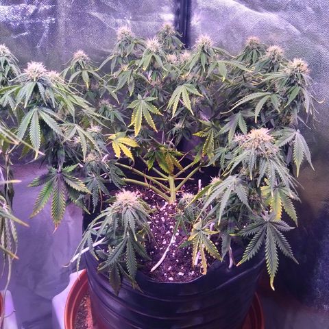El Comandante growlog timeline photo