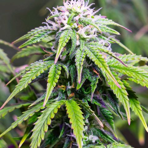 Anesia growlog timeline photo
