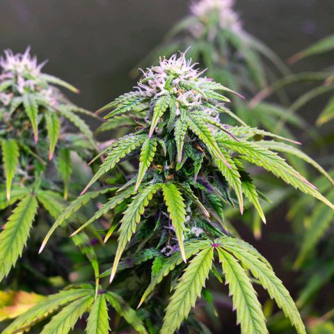 Anesia growlog timeline photo