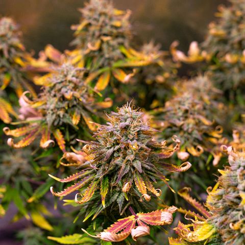El Comandante growlog timeline photo