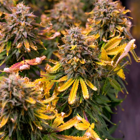 El Comandante growlog timeline photo
