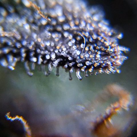 El Comandante growlog timeline photo