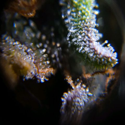 El Comandante growlog timeline photo