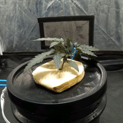 Pelusa growlog timeline photo