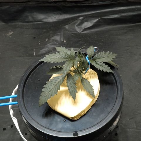 Pelusa growlog timeline photo