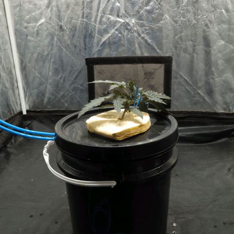 Pelusa growlog timeline photo