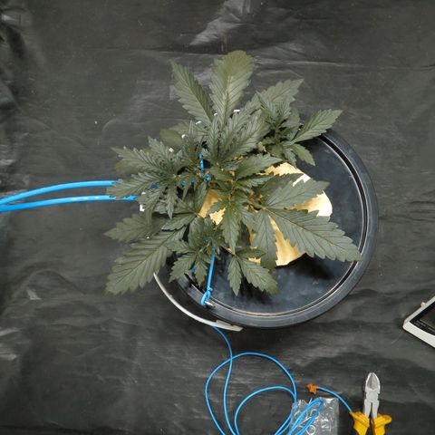 Pelusa growlog timeline photo