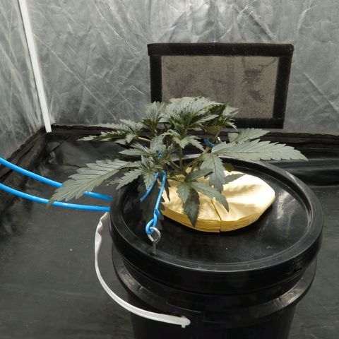Pelusa growlog timeline photo