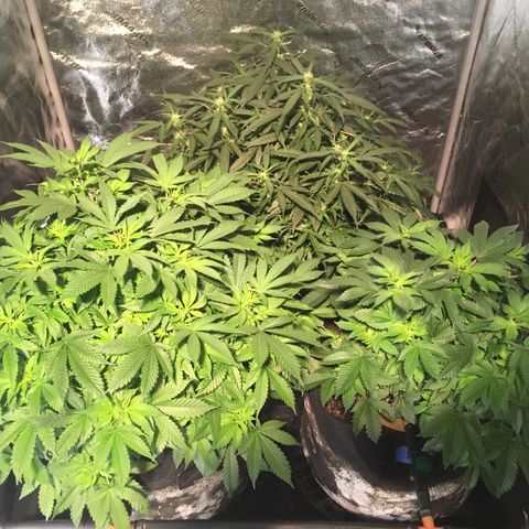 Girl Scout Cookies  growlog timeline photo