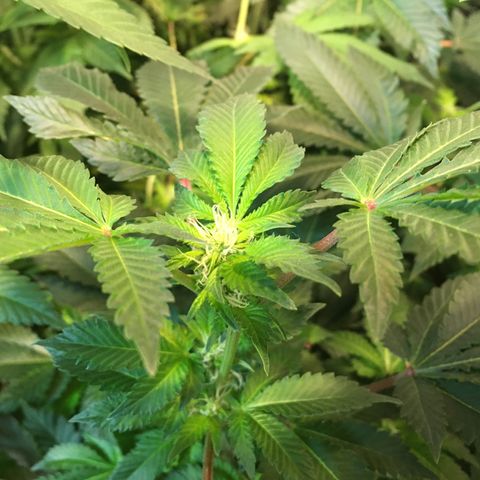 Girl Scout Cookies  growlog timeline photo