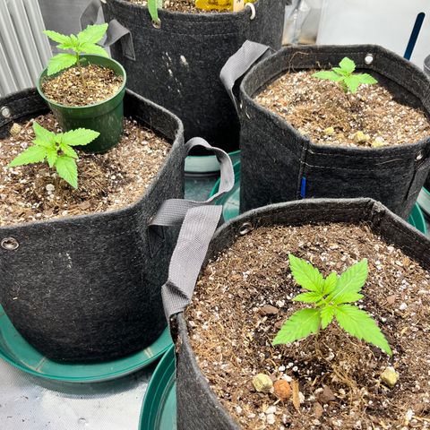 Cookies growlog timeline photo
