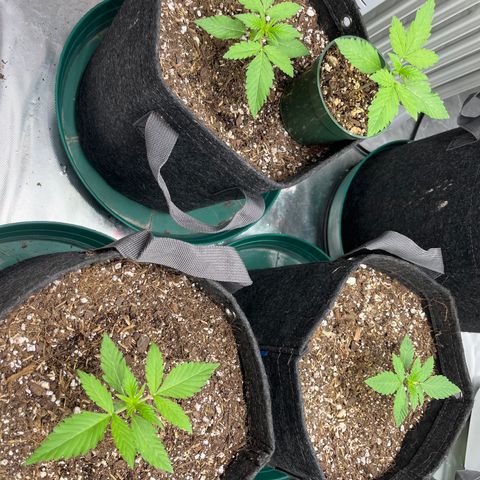 Cookies growlog timeline photo