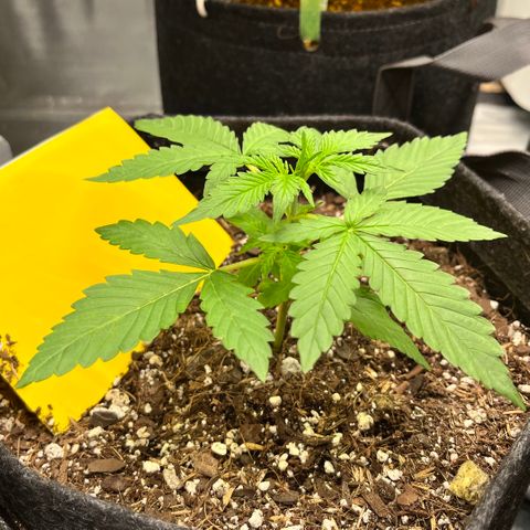 Cookies growlog timeline photo