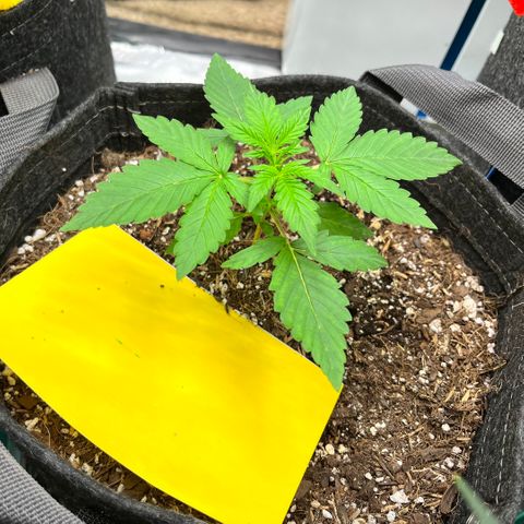 Cookies growlog timeline photo