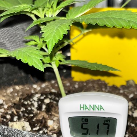 Cookies growlog photo: pH is low. 5.1