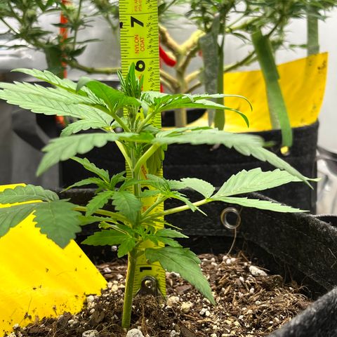 Cookies growlog timeline photo