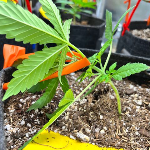 Cookies growlog timeline photo