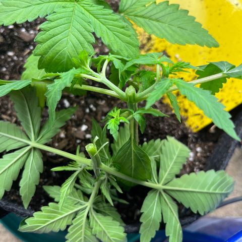 Cookies growlog photo: OOPS!!!  I snapped the stem. 3 of 4 plants remains. 