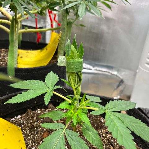 Cookies growlog timeline photo