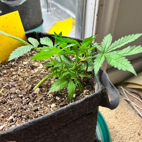 Cookies growlog timeline photo